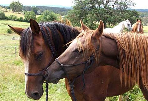 horse mating|Natural Horse Meeting Process Complete Video